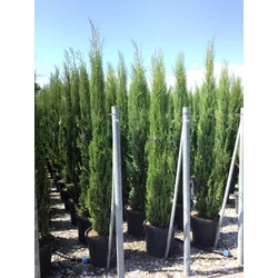 Toszkán ciprus  CUPRESSUS SEMPERVIRENS PYRAMIDALIS 200/250 K30