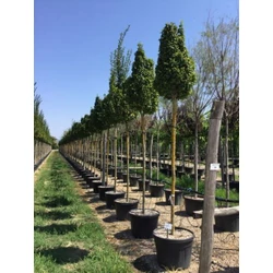 Oszlopos törpegyertyán   CARPINUS BETULUS MONUMENTALIS T200 16/18 K110