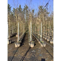 Kínai selyemmirtusz LAGERSTROEMIA DYNAMITE T200 12/14 K55