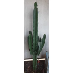 Kaktusz EUPHORBIA ERITREA CS35