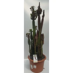 Kaktusz EUPHORBIA TRIGONA RUBRA CS25