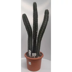 Kaktusz CEREUS RITTOCEUUS PRUINOSUS CS30