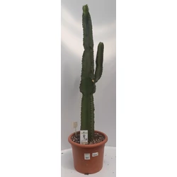 Kaktusz EUPHORBIA INGENS CS25