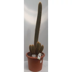 Kaktusz MARSHALLOCEREUS CS35