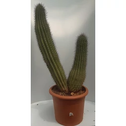 Kaktusz CEREUS VATRICANIA GUENTHERI CS35