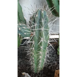 Kaktusz STETSONIA STENOCEREUS THURBERI CS35