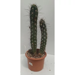 Kaktusz GRASSE STETSONIA CORYNE CS20