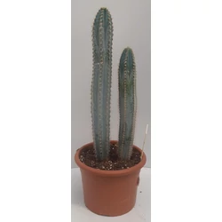Kaktusz GRASSE PILOSOCEREUS AZUREUS CS20
