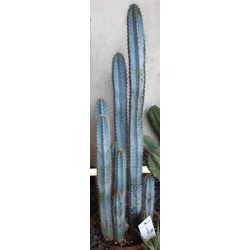 Kaktusz GRASSE PILOSOCEREUS AZUREUS CS30