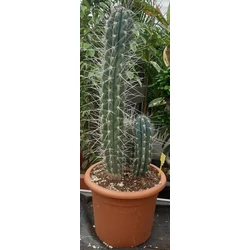 Kaktusz GRASSE STETSONIA CORYNE CS25