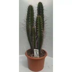 Kaktusz GRASSE NEOCARDENASIA HERZOGIANA CS25