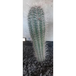 Kaktusz CEREUS PACHYCEREUS PRINGLEI CS25