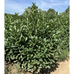 Oszlopos babérmeggy PRUNUS LAUROCERASUS OBELISK 100/125*