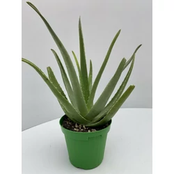 Aloe vera ALOE VERA K1,5
