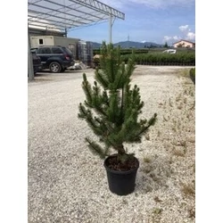 Feketefenyő   PINUS NIGRA OREGON GREEN 80/90 K20