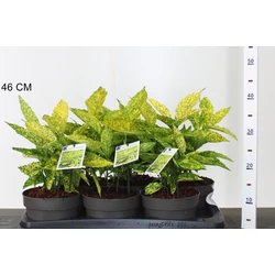 Márványos babérsom   AUCUBA JAPONICA GOLDEN KING 20/30 CS17