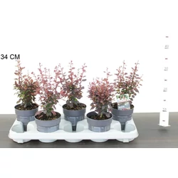 Japán vérborbolya BERBERIS THUNBERGII ATROPURPUREA 20CM CS12