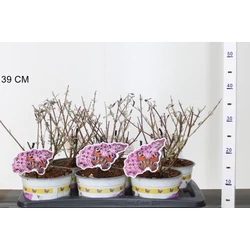 Nyári orgona BUDDLEJA DAVIDII PINK DELIGHT 40/50 K2