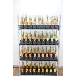 Japánbirs FAJTÁK  CHAENOMELES JAPONICA FAJTÁK 30/40 K2
