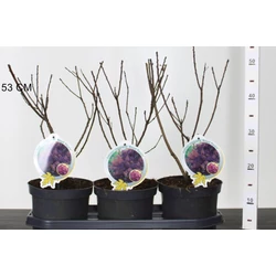 Bíbor cserszömörce   COTINUS COGGYGRIA ROYAL PURPLE 25/35 K3