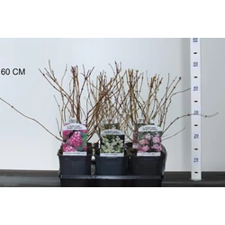Gyöngyvirágcserje    DEUTZIA FAJTÁK 35/50 K2