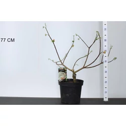 Papírcserje    EDGEWORTHIA CHRYSANTHA RED DRAGON 40/60 K7,5