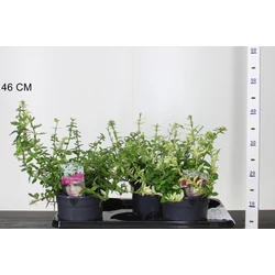 Repkény kecskerágó  EUONYMUS FORTUNEI HARLEQUIN 25/30 K2,5