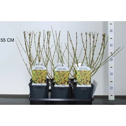 Aranyvessző FORSYTHIA INTERMEDIA MINIGOLD 40/+ K2