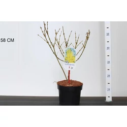 Aranyvessző FORSYTHIA INTERMEDIA LYNWOOD 40/50 K3