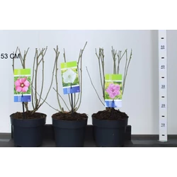 Kerti mályvacserje HIBISCUS SYRIACUS FAJTÁK 40CM K3
