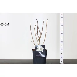 Kisvirágú liliomfa MAGNOLIA SIEBOLDII 40/50 K4,5