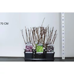 Hólyagvessző    PHYSOCARPUS OPULIFOLIUS FAJTÁK 40/+ K2