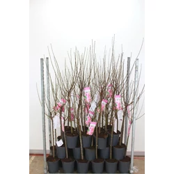 Babarózsa   PRUNUS TRILOBA T60 K5