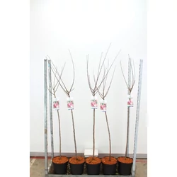 Babarózsa   PRUNUS TRILOBA T100 K7,5