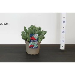 Réti kakukkszegfű LYCHNIS CORONARIA GARDENERS WORLD 15/20 CS17