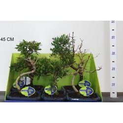Kölönböző növények bonsai tálban BONSAI MIX 30/35 CS20