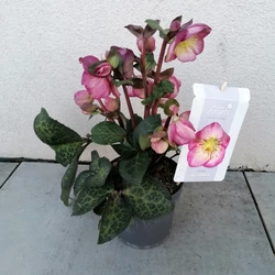 Hunyor  HELLEBORUS FAJTÁK K2