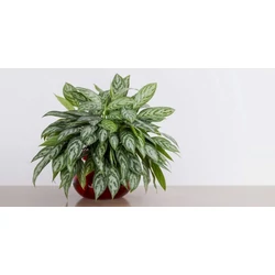 Rákvirág AGLAONEMA FAJTÁK CS12