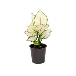 Rákvirág AGLAONEMA LYCEE RED CS19