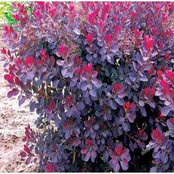 Bíbor cserszömörce  COTINUS COGGYGRIA ROYAL PURPLE 25/30 K2