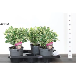 Japán kecskerágó  EUONYMUS JAPONICUS PALOMA BLANCA 25/30 CS17