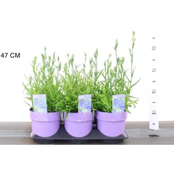 Baracklevelű harangvirág PERSICIFOLIA TAKION BLUE CS14 
