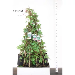 Repkény vadszőlő   PARTHENOCISSUS TRICUSPIDATA VEITCHII POSKOOP 80CM K2