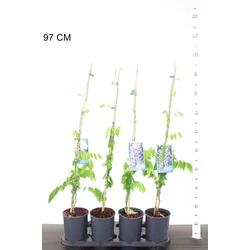 Lilaakác    WISTERIA DOMINO 80CM K2