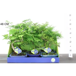 Kölönböző növények bonsai tálban BONSAI MIX 30/35 CS20