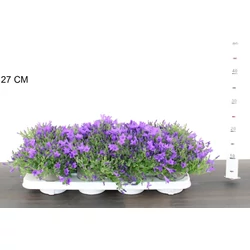 Harangvirág CAMPANULA CATHARINA KRIS 20/25 CS12