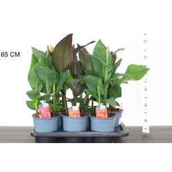 Kerti kannavirág CANNA IN CULTIVARS 50CM CS17