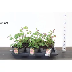 Nagy szívvirág DICENTRA SPECTABILIS ROSE 30CM CS17