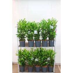 Közönséges babérmeggy PRUNUS LAUROCERASUS RENAULT ACE 50/60 K6,5