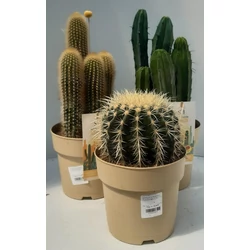 Kaktusz CACTUS MIX 25/40 CS17